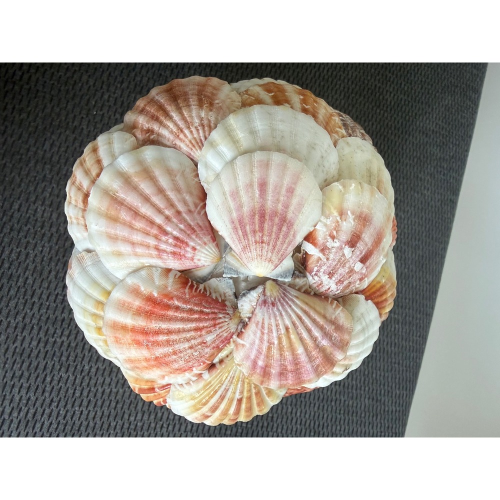 Handmade Natural Scallop Seashell Decorative Orb Sphere 6 in Coastal Beach Home - Picture 10 of 11
